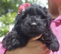 AKC Verna, a female Bouvier des Flandres for sale in Houston, MO – 7 of 10