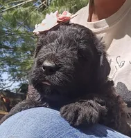 AKC Anita, a female Bouvier des Flandres for sale in Houston, MO – Photo 4 of 6