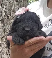 AKC Anita, a female Bouvier des Flandres for sale in Houston, MO – Photo 2 of 6