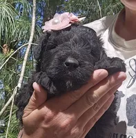 AKC Anita, a female Bouvier des Flandres for sale in Houston, MO – Photo 3 of 6