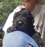 AKC Anita, a female Bouvier des Flandres for sale in Houston, MO – Photo 6 of 6