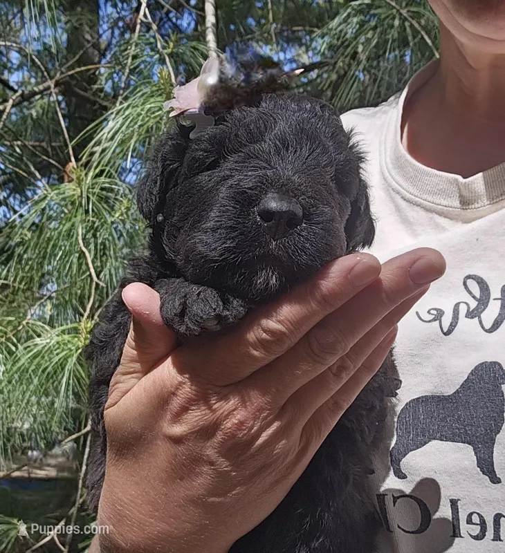AKC Anita – Bouvier des Flandres puppy for sale in Houston, MO
