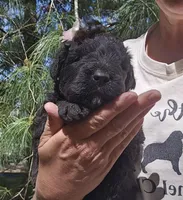 AKC Anita, a female Bouvier des Flandres for sale in Houston, MO – Photo 1 of 6