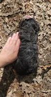 AKC Anita, a female Bouvier des Flandres for sale in Houston, MO – Photo 5 of 6