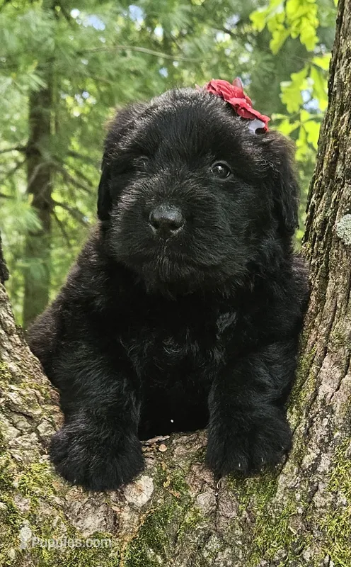 AKC Verna – Bouvier des Flandres puppy for sale in Houston, MO
