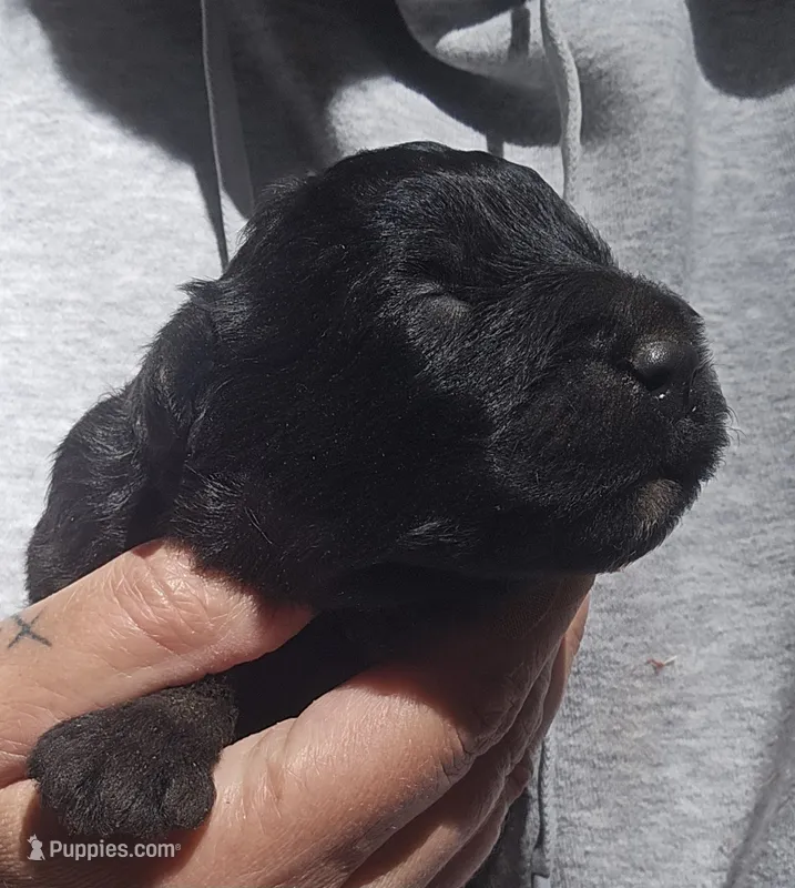 AKC Reed – Bouvier des Flandres puppy for sale in Houston, MO
