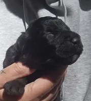 AKC Reed, a male Bouvier des Flandres for sale in Houston, MO – 1 of 5