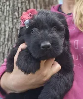 AKC Verna, a female Bouvier des Flandres for sale in Houston, MO – 2 of 10