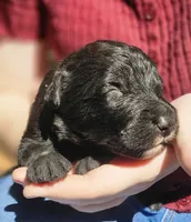 AKC Karen, a female Bouvier des Flandres for sale in Houston, MO – 3 of 4