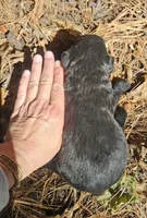 AKC Karen, a female Bouvier des Flandres for sale in Houston, MO – 4 of 4