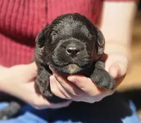AKC Mickey, a male Bouvier des Flandres for sale in Houston, MO – 2 of 3