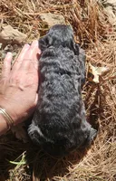 AKC Rik, a male Bouvier des Flandres for sale in Houston, MO – 7 of 9