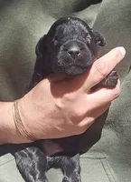 AKC Rik, a male Bouvier des Flandres for sale in Houston, MO – 6 of 9