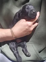 AKC Rik, a male Bouvier des Flandres for sale in Houston, MO – 8 of 9