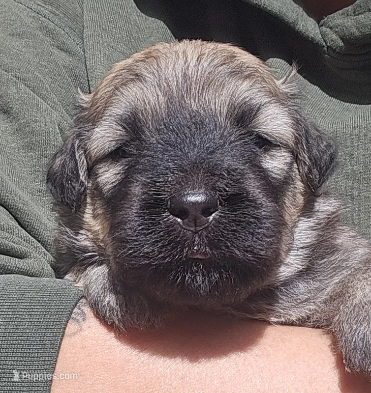 AKC Pearl – Bouvier des Flandres puppy for sale in Houston, MO