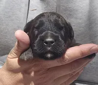 AKC Willa, a female Bouvier des Flandres for sale in Houston, MO – 2 of 7