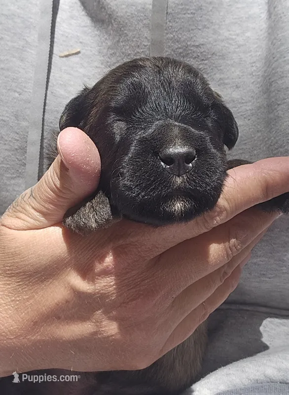 AKC Willa – Bouvier des Flandres puppy for sale in Houston, MO