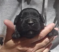 AKC Gavyn, a male Bouvier des Flandres for sale in Houston, MO – 3 of 6