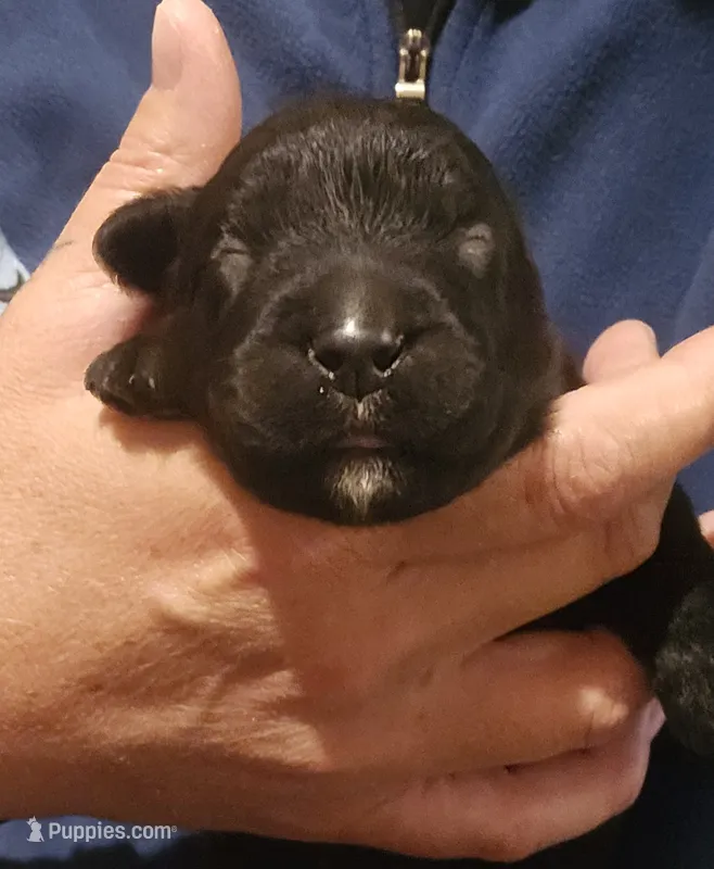 AKC Broc – Bouvier des Flandres puppy for sale in Houston, MO