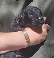 AKC Joby, a male Bouvier des Flandres for sale in Houston, MO – 4 of 6
