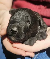 AKC Arthur, a male Bouvier des Flandres for sale in Houston, MO – 1 of 4