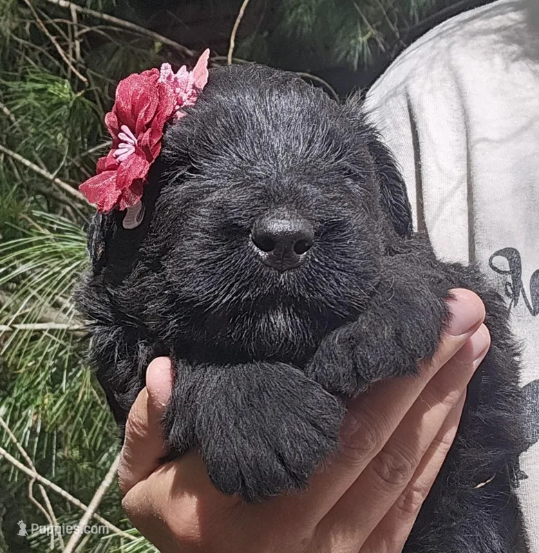 AKC Verna – Bouvier des Flandres puppy for sale in Houston, MO
