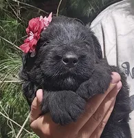 AKC Verna, a female Bouvier des Flandres for sale in Houston, MO – Photo 1 of 7