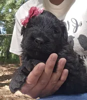 AKC Verna, a female Bouvier des Flandres for sale in Houston, MO – Photo 2 of 7