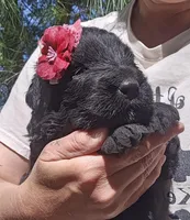 AKC Verna, a female Bouvier des Flandres for sale in Houston, MO – Photo 3 of 7