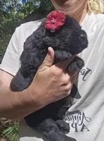 AKC Verna, a female Bouvier des Flandres for sale in Houston, MO – Photo 6 of 7