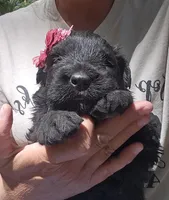 AKC Verna, a female Bouvier des Flandres for sale in Houston, MO – Photo 5 of 7