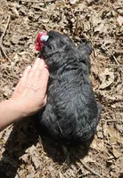 AKC Verna, a female Bouvier des Flandres for sale in Houston, MO – Photo 7 of 7