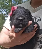 AKC Verna, a female Bouvier des Flandres for sale in Houston, MO – Photo 4 of 7