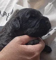 AKC Joplin, a male Bouvier des Flandres for sale in Houston, MO – Photo 3 of 6