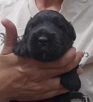 AKC Joplin, a male Bouvier des Flandres for sale in Houston, MO – Photo 2 of 6