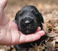 AKC Joplin, a male Bouvier des Flandres for sale in Houston, MO – Photo 1 of 6