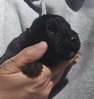 AKC Reed, a male Bouvier des Flandres for sale in Houston, MO – 2 of 5