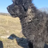 AKC Luna, a female Bouvier des Flandres for sale in Houston, MO – Photo 5 of 8