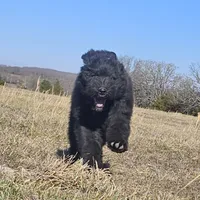 AKC Luna, a female Bouvier des Flandres for sale in Houston, MO – Photo 7 of 8