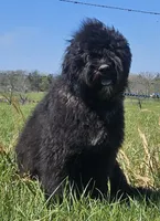 AKC Luna, a female Bouvier des Flandres for sale in Houston, MO – 3 of 9