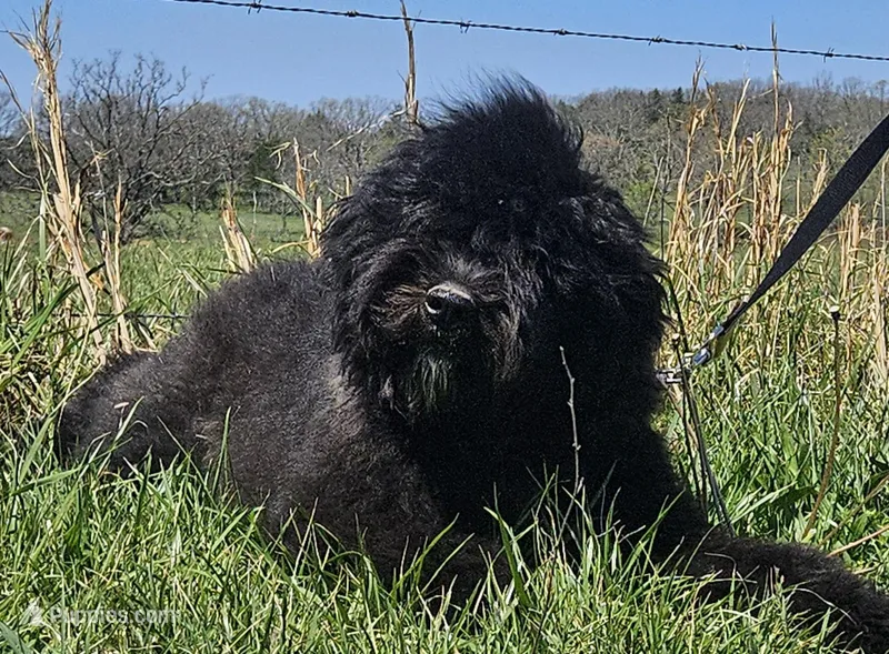 AKC Luna – Bouvier des Flandres puppy for sale in Houston, MO