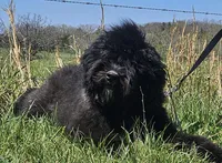 AKC Luna, a female Bouvier des Flandres for sale in Houston, MO – 1 of 9