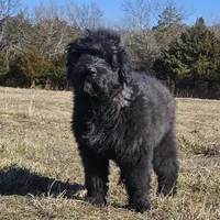 AKC Luna, a female Bouvier des Flandres for sale in Houston, MO – Photo 2 of 8