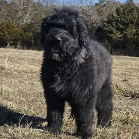 AKC Luna, a female Bouvier des Flandres for sale in Houston, MO – Photo 1 of 8