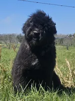 AKC Luna, a female Bouvier des Flandres for sale in Houston, MO – 2 of 9