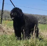 AKC Luna, a female Bouvier des Flandres for sale in Houston, MO – 8 of 9