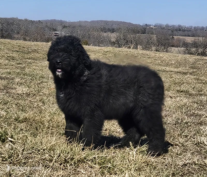 AKC Luna – Bouvier des Flandres puppy for sale in Houston, MO