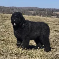 AKC Luna, a female Bouvier des Flandres for sale in Houston, MO – Photo 8 of 8