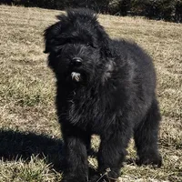 AKC Luna, a female Bouvier des Flandres for sale in Houston, MO – Photo 3 of 8