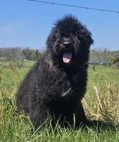 AKC Luna, a female Bouvier des Flandres for sale in Houston, MO – 9 of 9